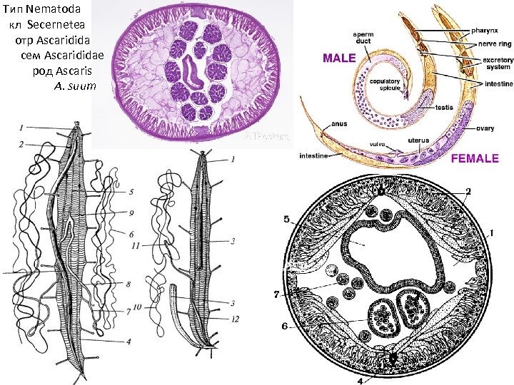 Тип Nematoda кл Secernetea отр Ascaridida сем Ascarididae род Ascaris A. suum 