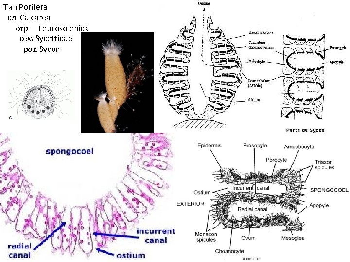 Тип Porifera кл Calcarea отр Leucosolenida сем Sycettidae род Sycon 