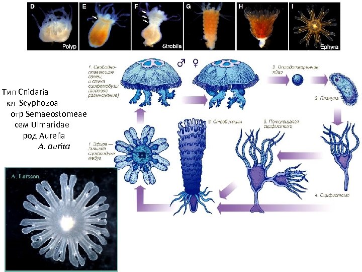 Тип Cnidaria кл Scyphozoa отр Semaeostomeae сем Ulmaridae род Aurelia A. aurita 