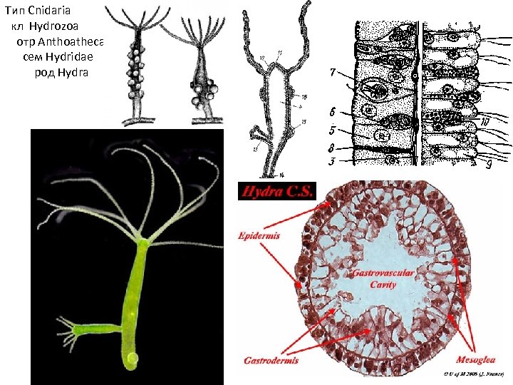 Тип Cnidaria кл Hydrozoa отр Anthoathecata сем Hydridae род Hydra 
