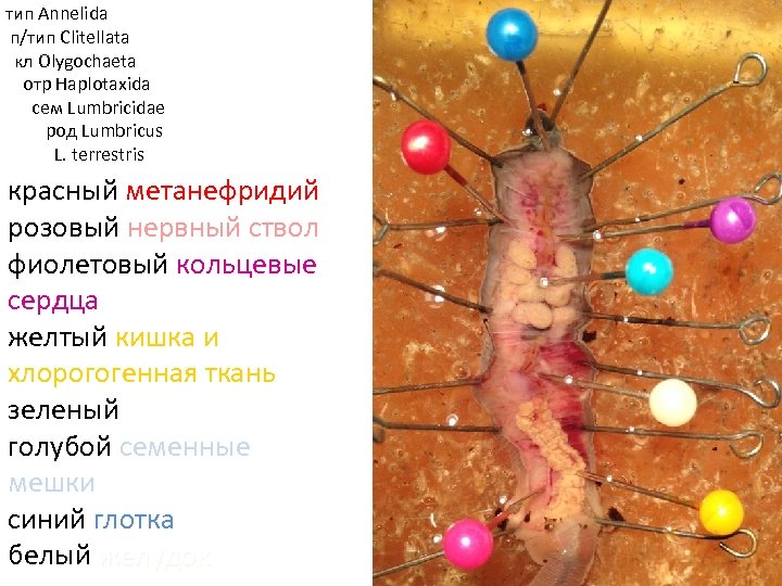 тип Annelida п/тип Clitellata кл Olygochaeta отр Haplotaxida cем Lumbricidae род Lumbricus L. terrestris