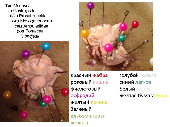 Тип Mollusca кл Gastropoda п/кл Prosobranchia отр Mesogastropoda сем Ampulariidae род Pomacea P. bridjesii