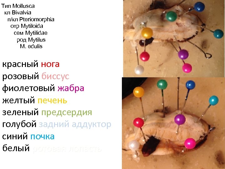 Тип Mollusca кл Bivalvia п/кл Pteriomorphia отр Mytiloida сем Mytilidae род Mytilus M. edulis