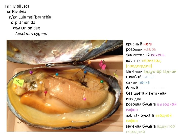 Тип Mollusca кл Bivalvia п/кл Eulamellibranchia отр Unionida сем Unionidae Anodonta cygnea красный нога