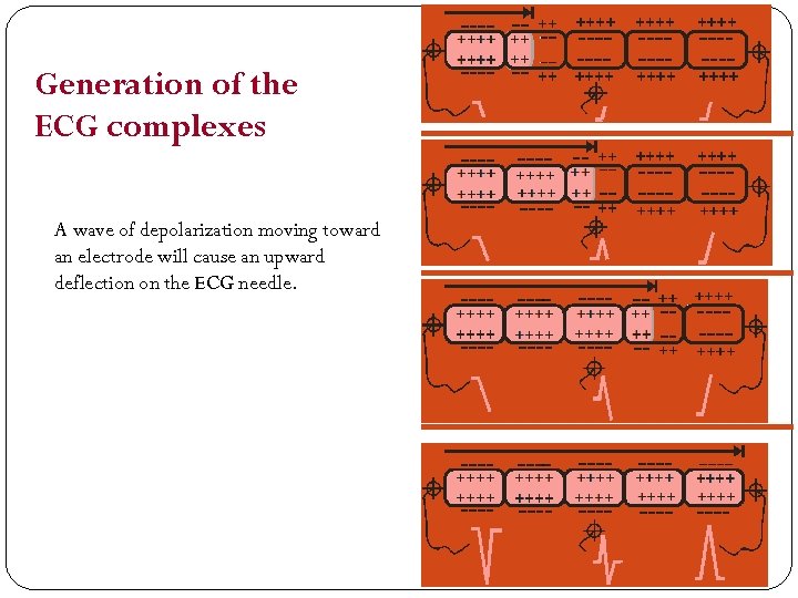 Generation of the ECG complexes A wave of depolarization moving toward an electrode will