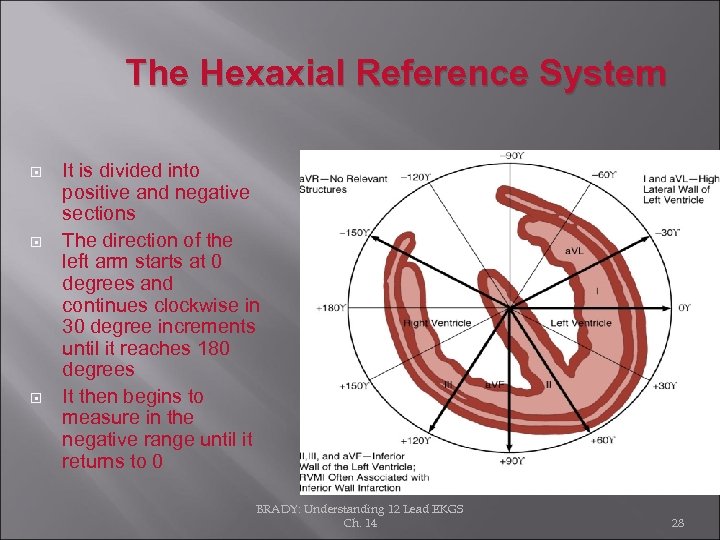 The Hexaxial Reference System It is divided into positive and negative sections The direction