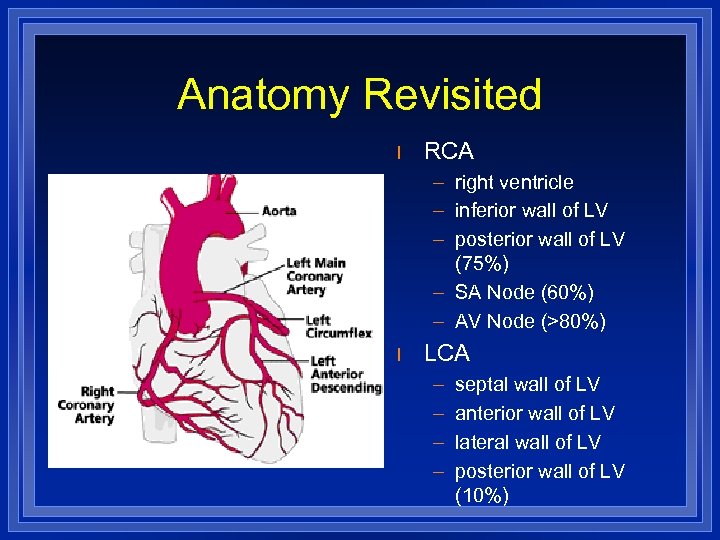 Anatomy Revisited l RCA – right ventricle – inferior wall of LV – posterior