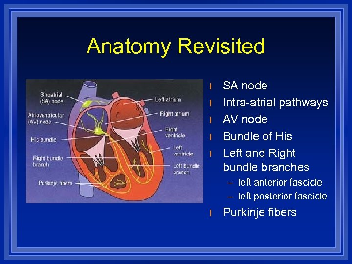 Anatomy Revisited l l l SA node Intra-atrial pathways AV node Bundle of His