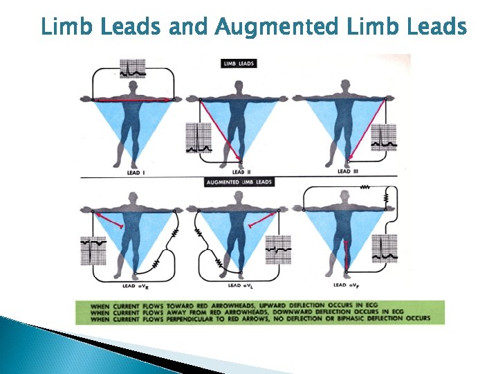 Limb Leads and Augmented Limb Leads 