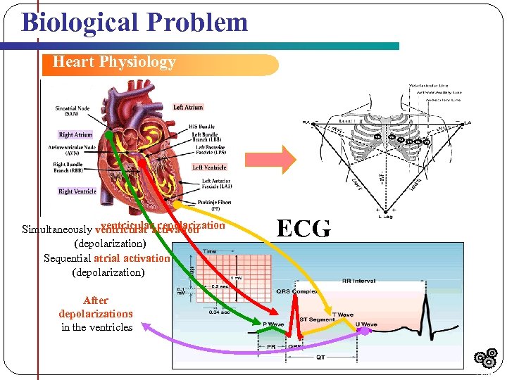Biological Problem Heart Physiology ventricular repolarization Simultaneously ventricular activation (depolarization) Sequential atrial activation (depolarization)