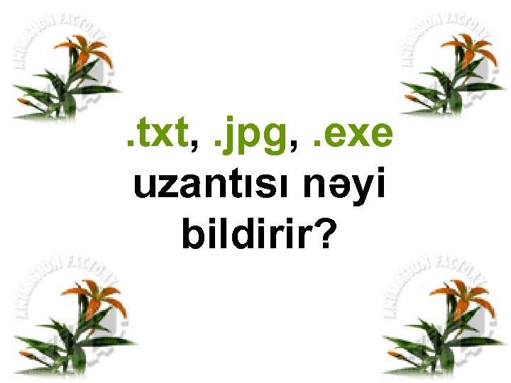 . txt, . jpg, . exe uzantısı nəyi bildirir? 