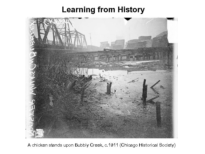 Learning from History A chicken stands upon Bubbly Creek, c. 1911 (Chicago Historical Society)