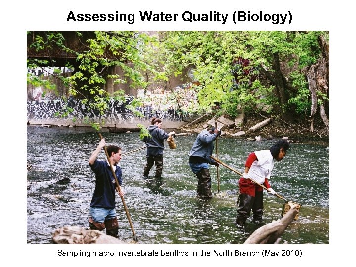 Assessing Water Quality (Biology) Sampling macro-invertebrate benthos in the North Branch (May 2010) 