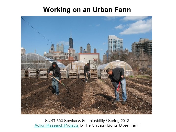 Working on an Urban Farm SUST 350 Service & Sustainability / Spring 2013 Action