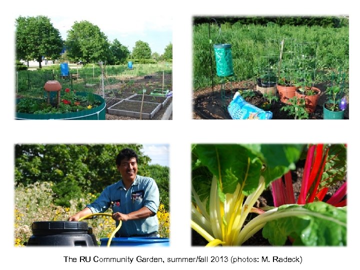 The RU Community Garden, summer/fall 2013 (photos: M. Radeck) 