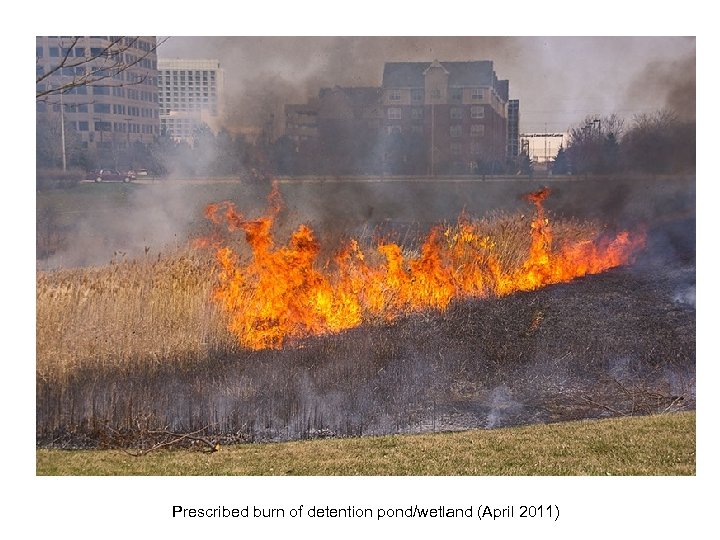 Prescribed burn of detention pond/wetland (April 2011) 