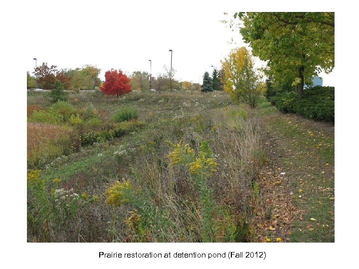 Prairie restoration at detention pond (Fall 2012) 