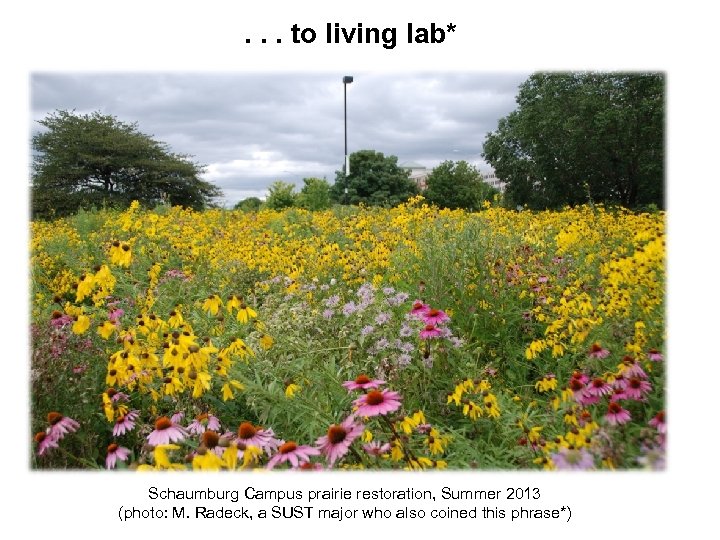. . . to living lab* Schaumburg Campus prairie restoration, Summer 2013 (photo: M.
