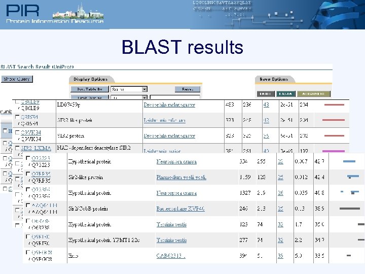 BLAST results 