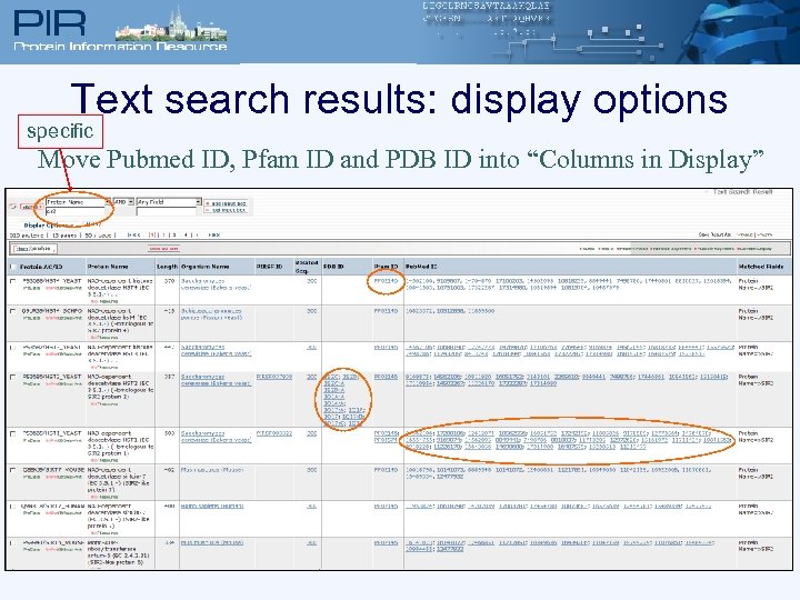 Text search results: display options specific Move Pubmed ID, Pfam ID and PDB ID