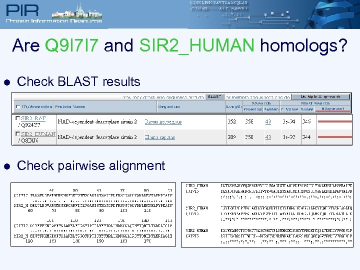 Are Q 9 I 7 I 7 and SIR 2_HUMAN homologs? l Check BLAST