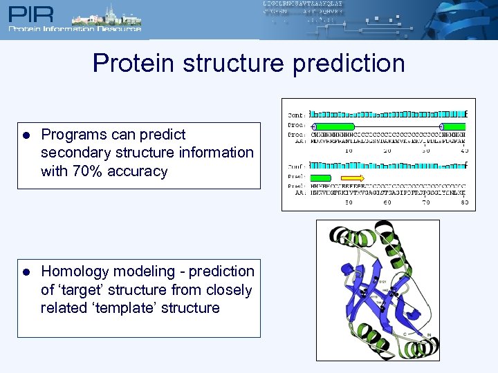 Protein structure prediction l Programs can predict secondary structure information with 70% accuracy l