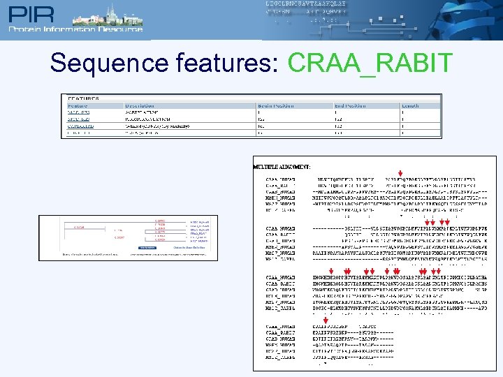 Sequence features: CRAA_RABIT 