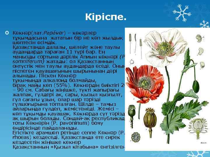 Кіріспе. Көкнәр(лат. Papáver) – көкәрлер тұқымдасына жататын бір не көп жылдық шөптесін өсімдік. Қазақстанда