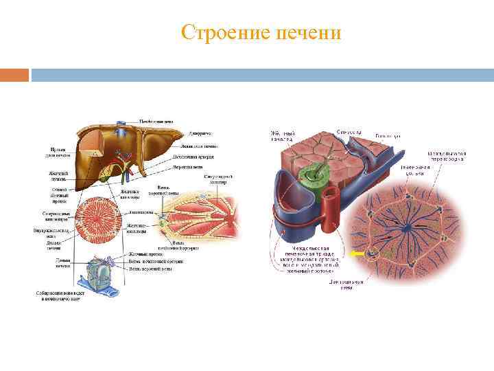 Строение печени 