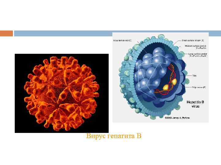 Вирус гепатита В 