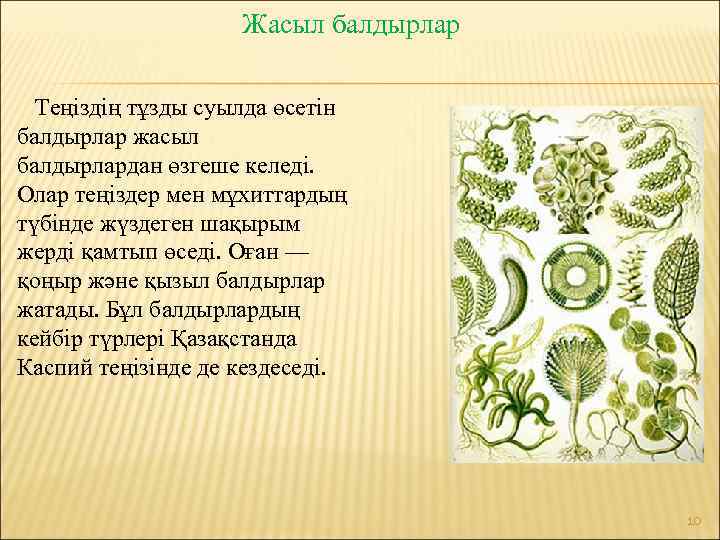 Жасыл балдырлар Теңіздің тұзды суылда өсетін балдырлар жасыл балдырлардан өзгеше келеді. Олар теңіздер мен