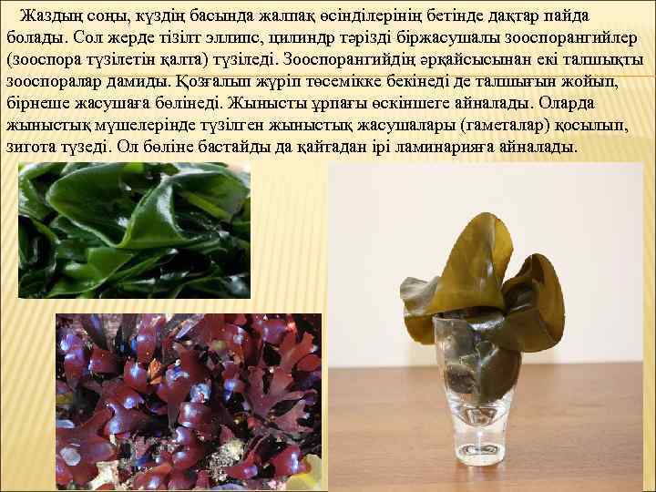 Жаздың соңы, күздің басында жалпақ өсінділерінің бетінде дақтар пайда болады. Сол жерде тізілт эллипс,