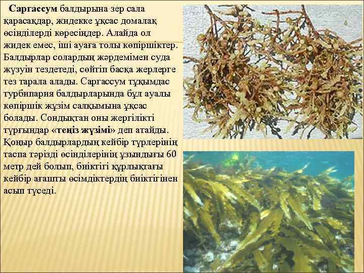 Саргассум балдырына зер сала қарасақдар, жидекке ұқсас домалақ өсінділерді көресіңдер. Алайда ол жидек емес,
