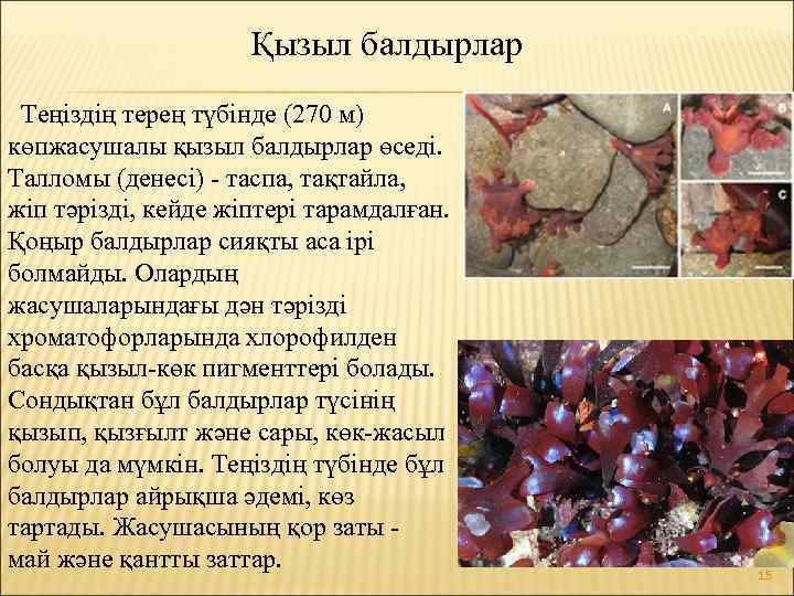 Қызыл балдырлар Теңіздің терең түбінде (270 м) көпжасушалы қызыл балдырлар өседі. Талломы (денесі) -