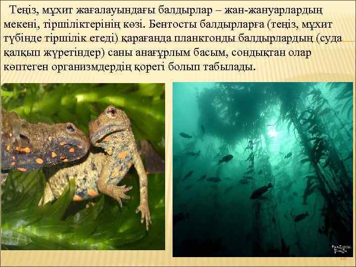 Теңіз, мұхит жағалауындағы балдырлар – жан-жануарлардың мекені, тіршіліктерінің көзі. Бентосты балдырларға (теңіз, мұхит түбінде