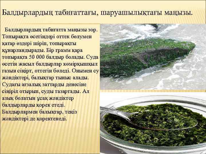 Балдырлардың табиғаттағы, шаруашылықтағы маңызы. Балдырлардың табиғатта маңызы зор. Топырақта өсетіндері оттек бөлумен қатар өздері