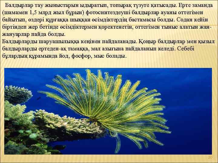 Балдырлар тау жыныстарын ыдыратып, топырақ түзуге қатысады. Ерте заманда (шамамен 1, 5 млрд жыл