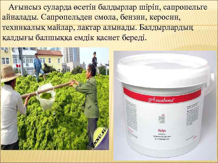 Ағынсыз суларда өсетін балдырлар шіріп, сапропельге айналады. Сапропельден смола, бензин, керосин, техникалық майлар, лактар