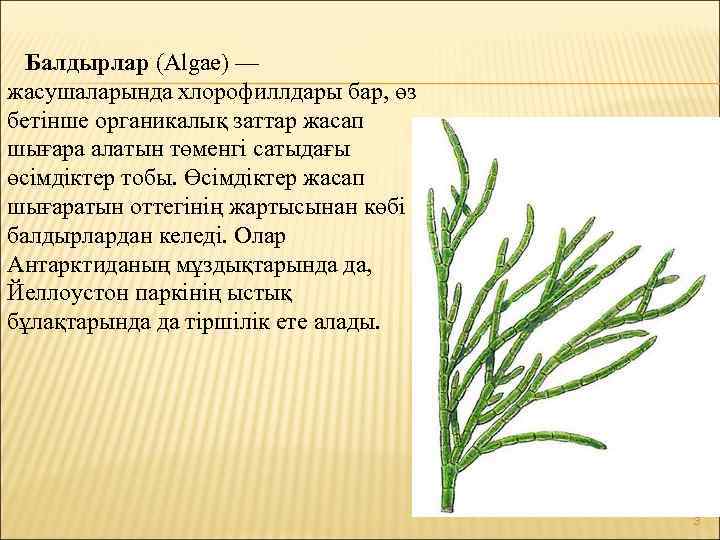  Балдырлар (Algae) — жасушаларында хлорофиллдары бар, өз бетінше органикалық заттар жасап шығара алатын