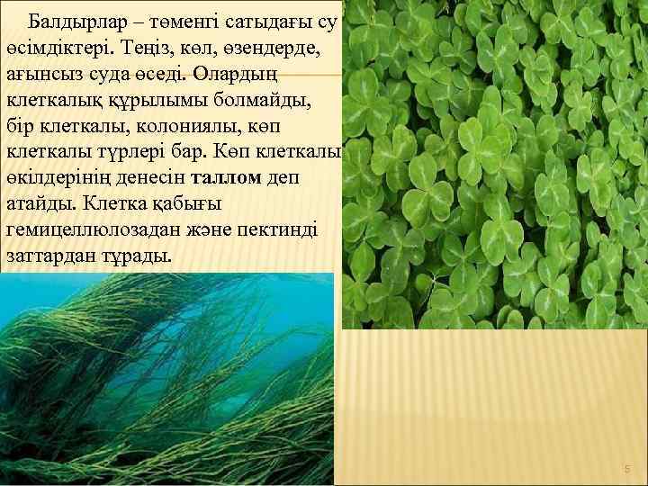 Балдырлар – төменгі сатыдағы су өсімдіктері. Теңіз, көл, өзендерде, ағынсыз суда өседі. Олардың клеткалық