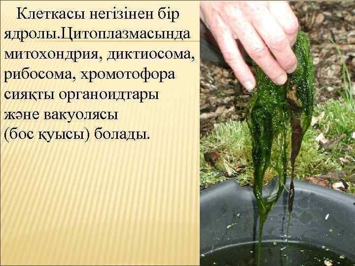 Клеткасы негізінен бір ядролы. Цитоплазмасында митохондрия, диктиосома, рибосома, хромотофора сияқты органоидтары және вакуолясы (бос