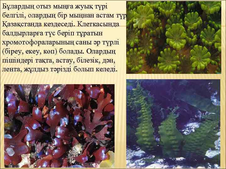 Бұлардың отыз мыңға жуық түрі белгілі, олардың бір мыңнан астам түрі Қазақстанда кездеседі. Клеткасында