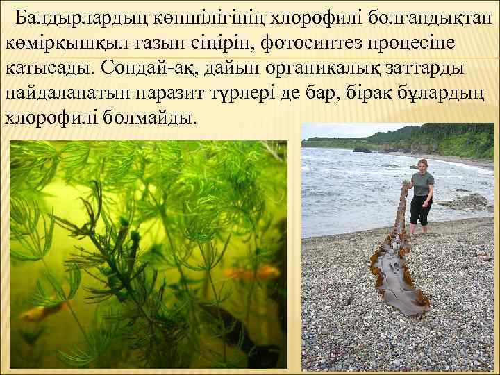 Балдырлардың көпшілігінің хлорофилі болғандықтан көмірқышқыл газын сіңіріп, фотосинтез процесіне қатысады. Сондай-ақ, дайын органикалық заттарды