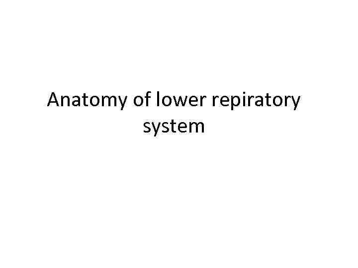 Anatomy of lower repiratory system 