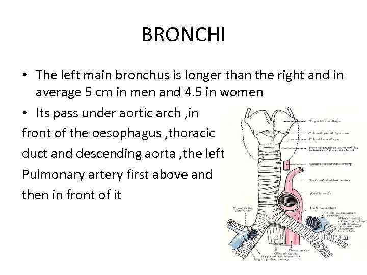 BRONCHI • The left main bronchus is longer than the right and in average