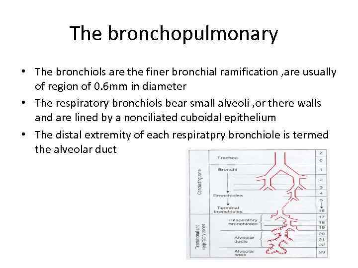 The bronchopulmonary • The bronchiols are the finer bronchial ramification , are usually of