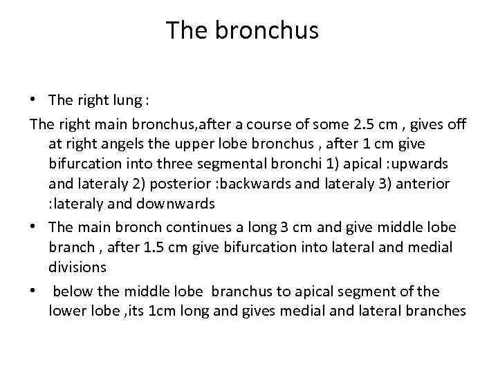 The bronchus • The right lung : The right main bronchus, after a course