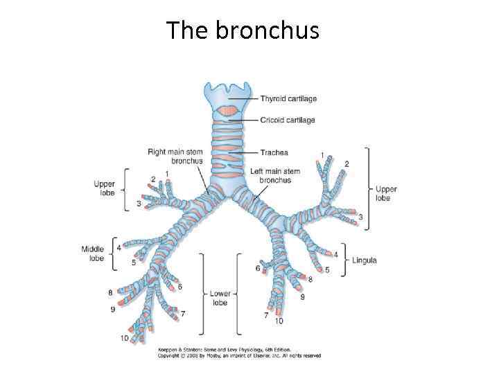 The bronchus 