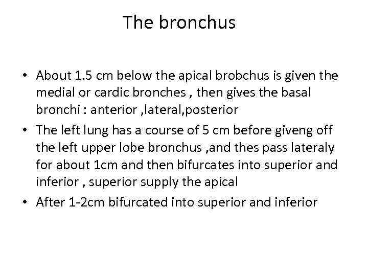 The bronchus • About 1. 5 cm below the apical brobchus is given the