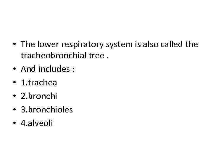  • The lower respiratory system is also called the tracheobronchial tree. • And